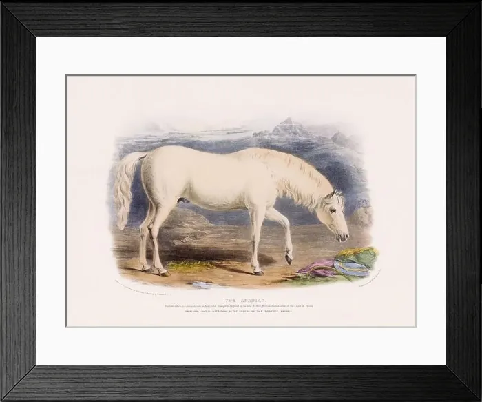 Framed Print : Vintage Horse illustration from a mid-19th-century book on domestic animal breeds Framed Print : Vintage Horse illustration from a mid-19th-century book on domestic animal breeds