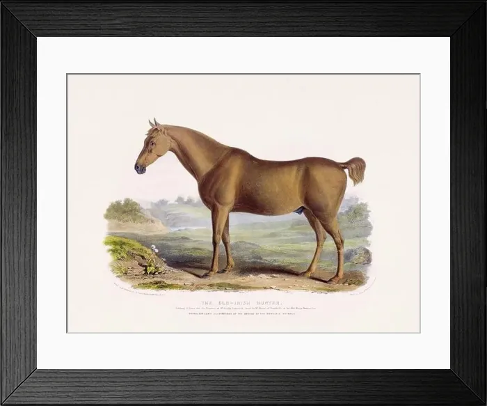 Framed Print : Vintage Horse illustration from a mid-19th-century book on domestic animal breeds Framed Print : Vintage Horse illustration from a mid-19th-century book on domestic animal breeds