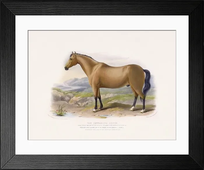 Framed Print : Vintage Horse illustration from a mid-19th-century book on domestic animal breeds Framed Print : Vintage Horse illustration from a mid-19th-century book on domestic animal breeds