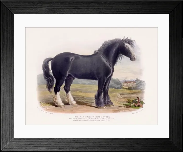 Framed Print : Vintage Horse illustration from a mid-19th-century book on domestic animal breeds Framed Print : Vintage Horse illustration from a mid-19th-century book on domestic animal breeds