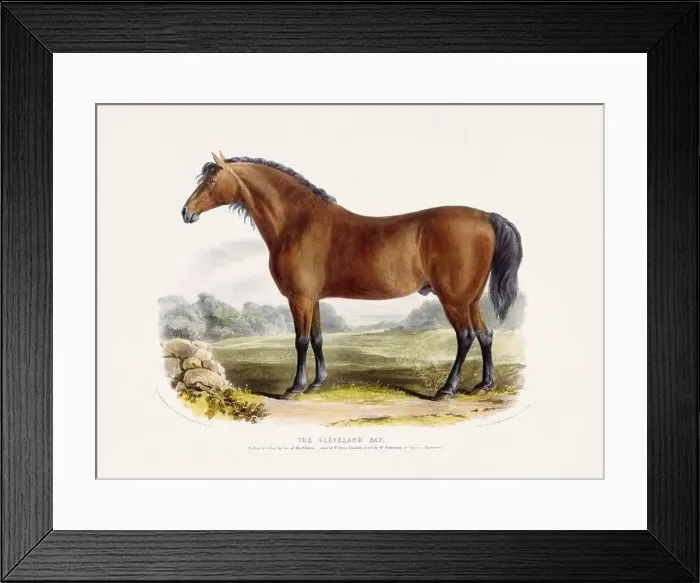 Framed Print : Vintage Horse illustration from a mid-19th-century book on domestic animal breeds Framed Print : Vintage Horse illustration from a mid-19th-century book on domestic animal breeds