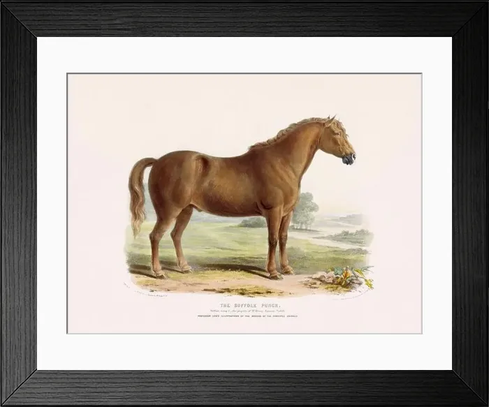 Framed Print : Vintage Horse illustration from a mid-19th-century book on domestic animal breeds Framed Print : Vintage Horse illustration from a mid-19th-century book on domestic animal breeds