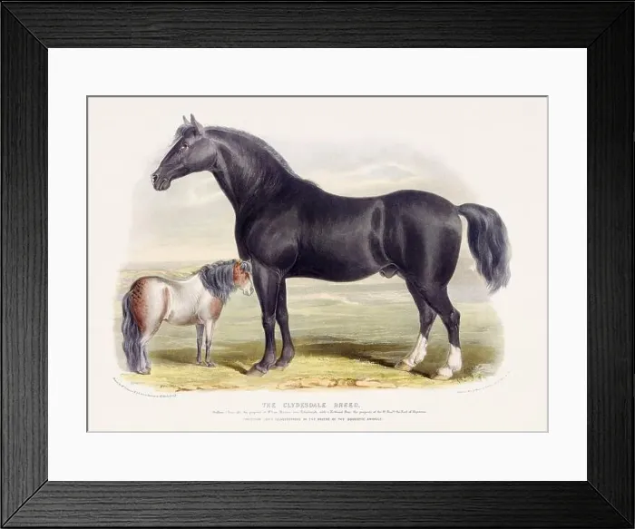Framed Print : Vintage Horse illustration from a mid-19th-century book on domestic animal breeds Framed Print : Vintage Horse illustration from a mid-19th-century book on domestic animal breeds