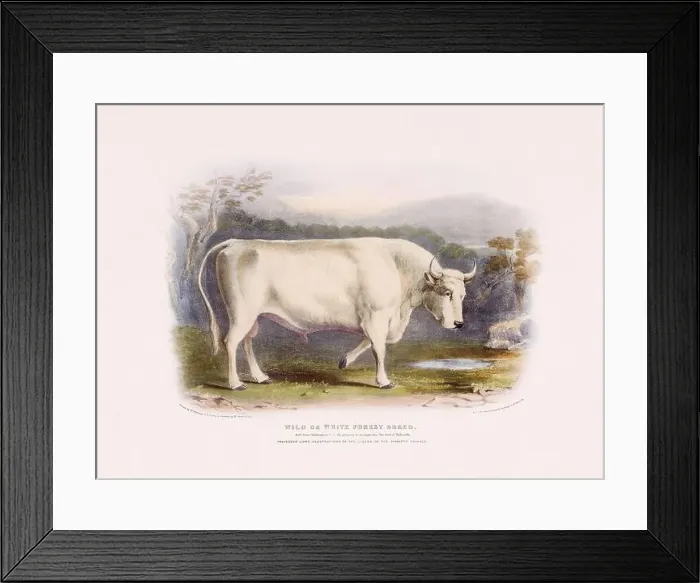 Framed Print : Vintage Cow illustration from a mid-19th-century book on domestic animal breeds Framed Print : Vintage Cow illustration from a mid-19th-century book on domestic animal breeds