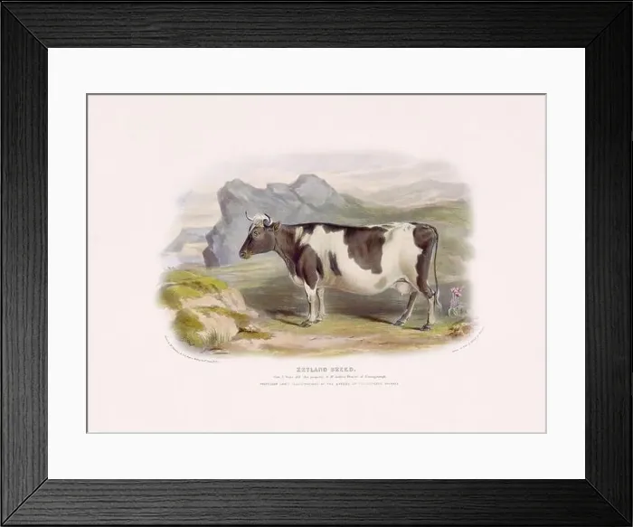 Framed Print : Vintage Cow illustration from a mid-19th-century book on domestic animal breeds