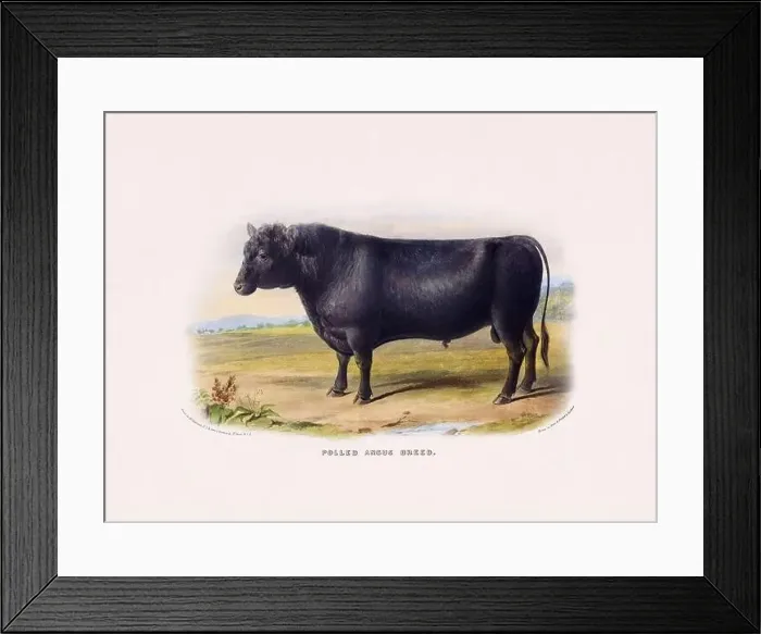 Framed Print : Vintage Cow illustration from a mid-19th-century book on domestic animal breeds Framed Print : Vintage Cow illustration from a mid-19th-century book on domestic animal breeds