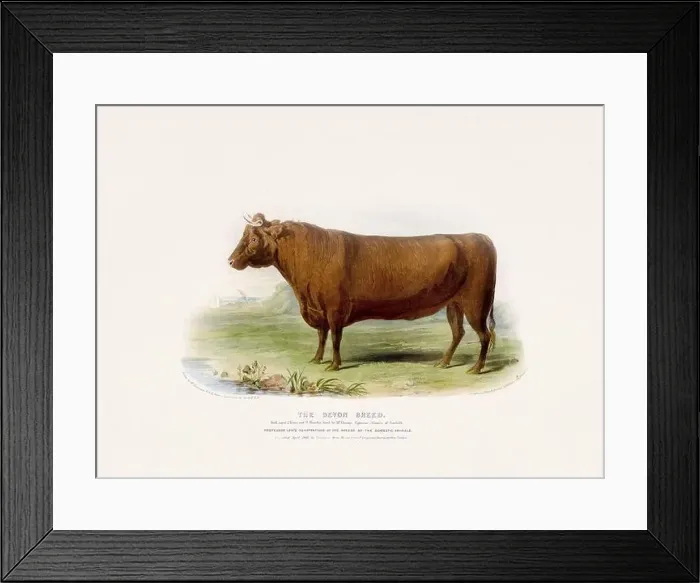 Framed Print : Vintage Cow illustration from a mid-19th-century book on domestic animal breeds Framed Print : Vintage Cow illustration from a mid-19th-century book on domestic animal breeds