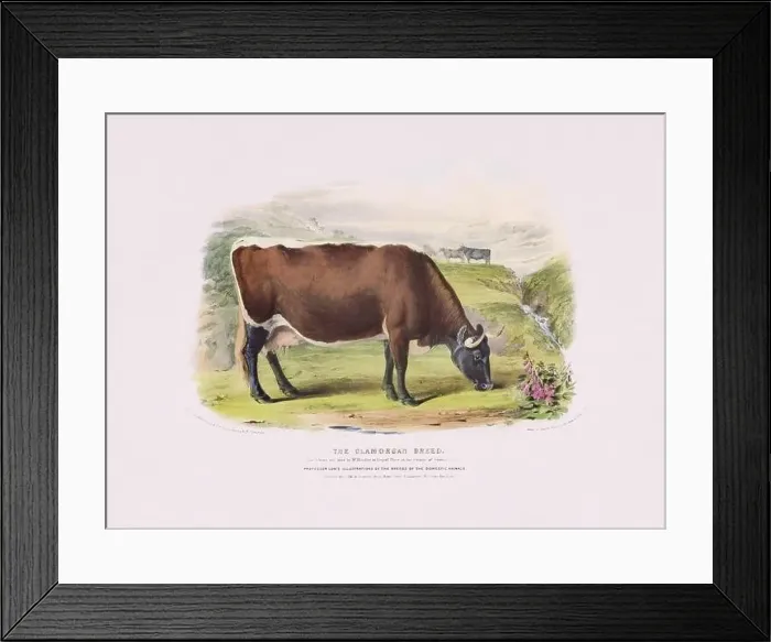Framed Print : Vintage Cow illustration from a mid-19th-century book on domestic animal breeds Framed Print : Vintage Cow illustration from a mid-19th-century book on domestic animal breeds
