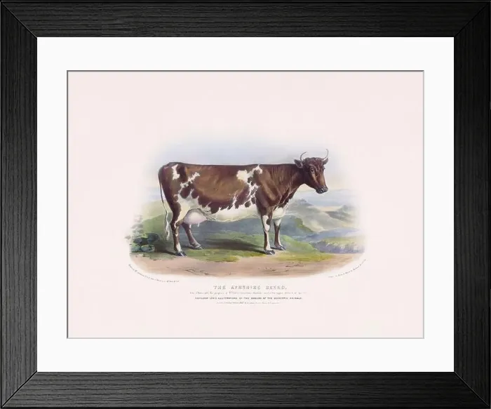 Framed Print : Vintage Cow illustration from a mid-19th-century book on domestic animal breeds Framed Print : Vintage Cow illustration from a mid-19th-century book on domestic animal breeds