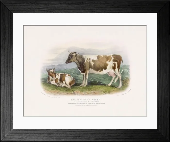 Framed Print : Vintage Cow illustration from a mid-19th-century book on domestic animal breeds Framed Print : Vintage Cow illustration from a mid-19th-century book on domestic animal breeds