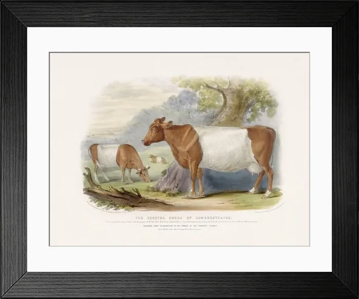 Framed Print : Vintage Cow illustration from a mid-19th-century book on domestic animal breeds Framed Print : Vintage Cow illustration from a mid-19th-century book on domestic animal breeds