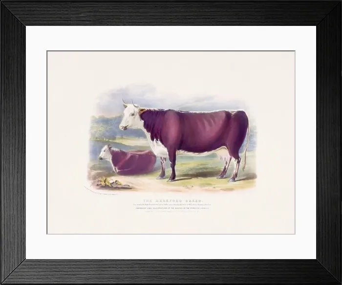 Framed Print : Vintage Cow illustration from a mid-19th-century book on domestic animal breeds