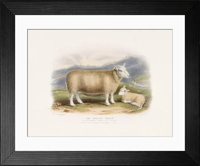 Framed Print : Vintage Sheep illustration from a mid-19th-century book on domestic animal breeds Framed Print : Vintage Sheep illustration from a mid-19th-century book on domestic animal breeds