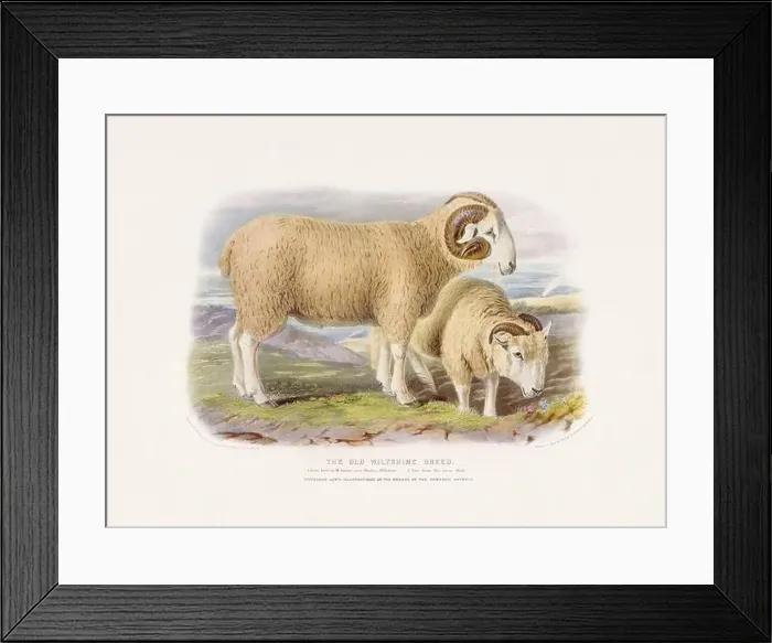 Framed Print : Vintage Sheep illustration from a mid-19th-century book on domestic animal breeds Framed Print : Vintage Sheep illustration from a mid-19th-century book on domestic animal breeds
