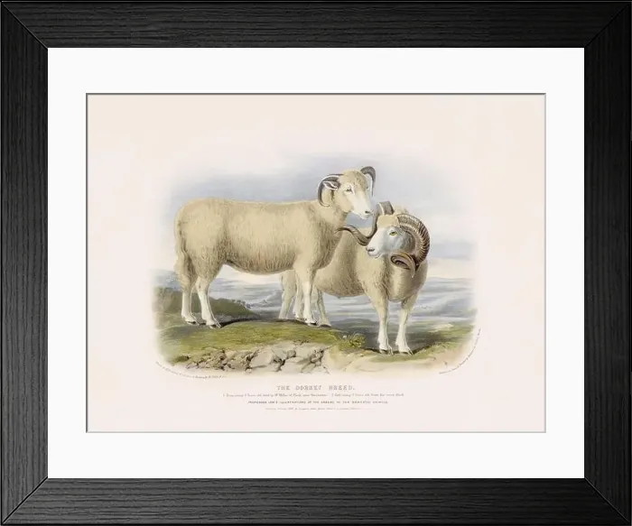 Framed Print : Vintage Sheep illustration from a mid-19th-century book on domestic animal breeds Framed Print : Vintage Sheep illustration from a mid-19th-century book on domestic animal breeds