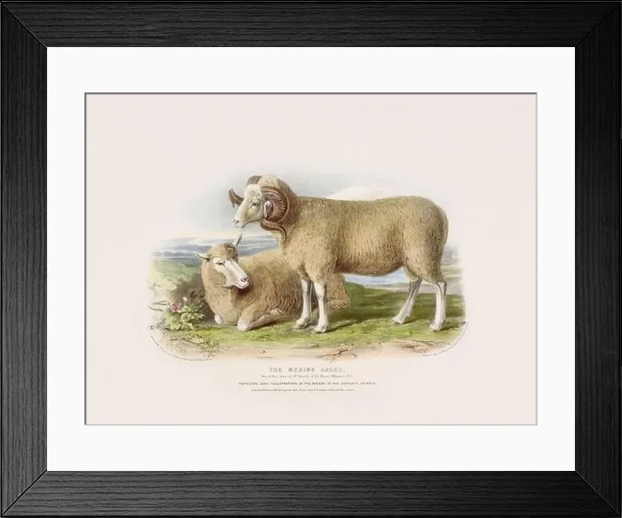 Framed Print : Vintage Sheep illustration from a mid-19th-century book on domestic animal breeds Framed Print : Vintage Sheep illustration from a mid-19th-century book on domestic animal breeds