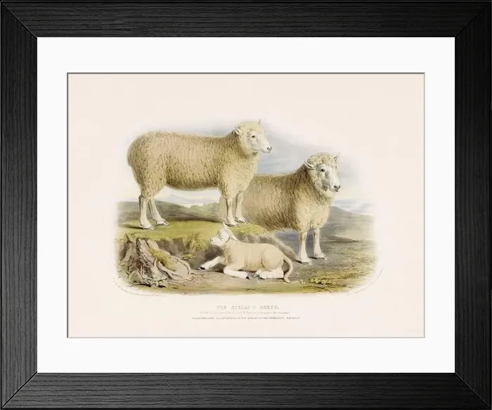 Framed Print : Vintage Sheep illustration from a mid-19th-century book on domestic animal breeds Framed Print : Vintage Sheep illustration from a mid-19th-century book on domestic animal breeds