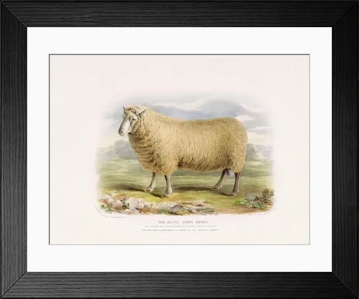 Framed Print : Vintage Sheep illustration from a mid-19th-century book on domestic animal breeds Framed Print : Vintage Sheep illustration from a mid-19th-century book on domestic animal breeds