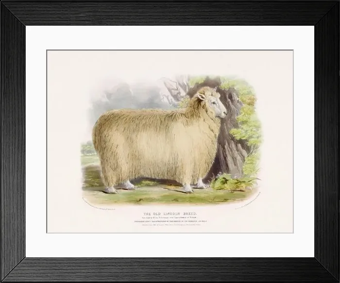 Framed Print : Vintage Sheep illustration from a mid-19th-century book on domestic animal breeds Framed Print : Vintage Sheep illustration from a mid-19th-century book on domestic animal breeds