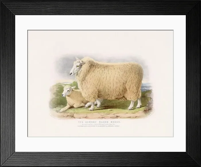 Framed Print : Vintage Sheep illustration from a mid-19th-century book on domestic animal breeds Framed Print : Vintage Sheep illustration from a mid-19th-century book on domestic animal breeds