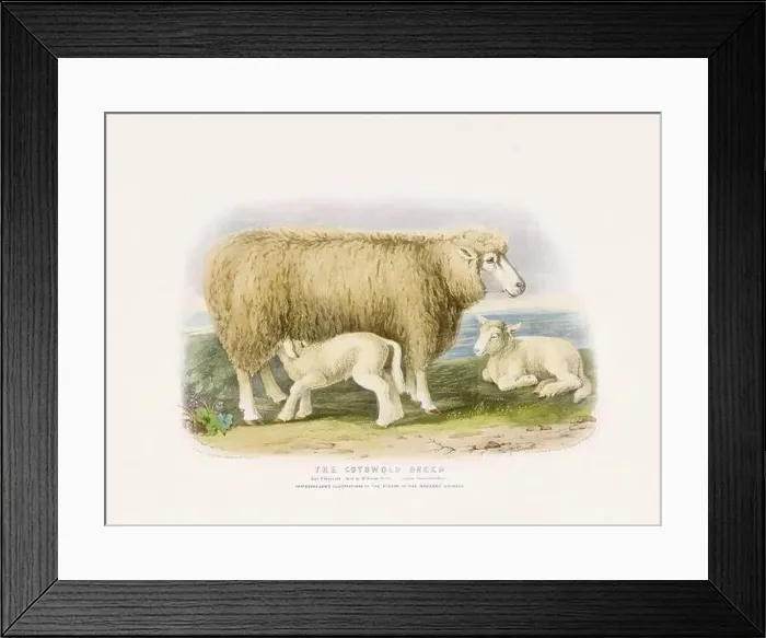 Framed Print : Vintage Sheep illustration from a mid-19th-century book on domestic animal breeds Framed Print : Vintage Sheep illustration from a mid-19th-century book on domestic animal breeds