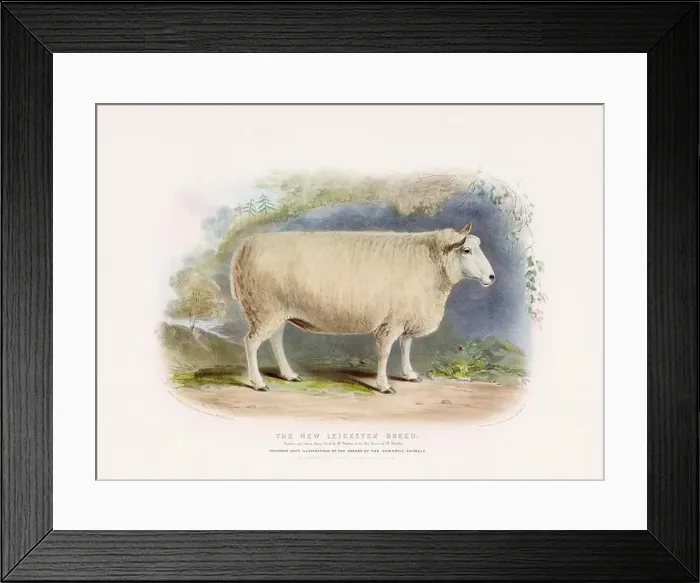 Framed Print : Vintage Sheep illustration from a mid-19th-century book on domestic animal breeds Framed Print : Vintage Sheep illustration from a mid-19th-century book on domestic animal breeds
