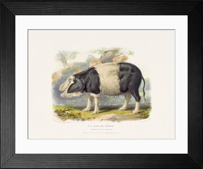 Framed Print : Vintage Pig illustration from a mid-19th-century book on domestic animal breeds Framed Print : Vintage Pig illustration from a mid-19th-century book on domestic animal breeds