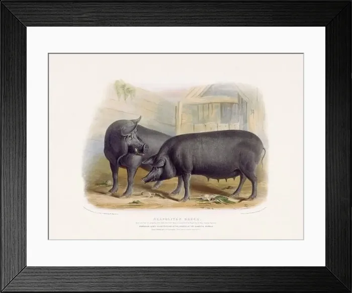 Framed Print : Vintage Pig illustration from a mid-19th-century book on domestic animal breeds Framed Print : Vintage Pig illustration from a mid-19th-century book on domestic animal breeds