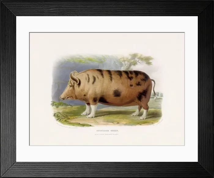 Framed Print : Vintage Pig illustration from a mid-19th-century book on domestic animal breeds Framed Print : Vintage Pig illustration from a mid-19th-century book on domestic animal breeds