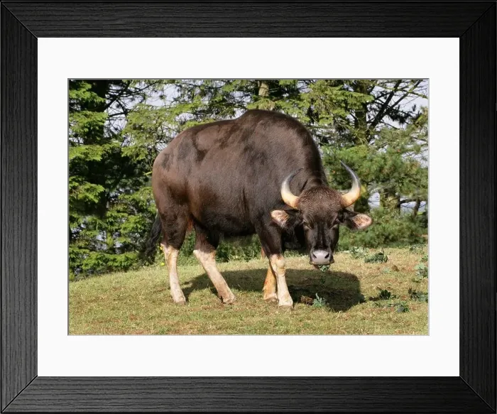 Framed Print : Female Gaur or Indian Bison, Bos gaurus (previously Bibos gauris), Bovinae, Bovidae. Large Asian Cattle Framed Print : Female Gaur or Indian Bison, Bos gaurus (previously Bibos gauris), Bovinae, Bovidae. Large Asian Cattle
