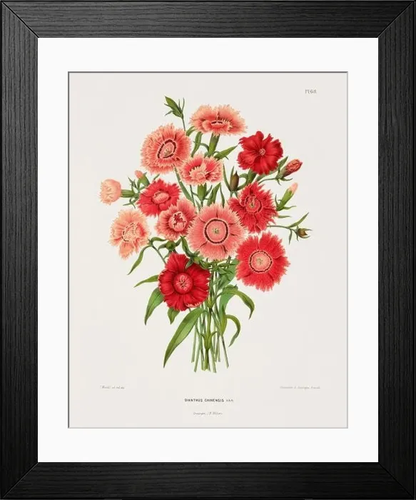 Framed Print : Vintage flower illustration. Dutch botanical book illustration. Circa 1880 Framed Print : Vintage flower illustration. Dutch botanical book illustration. Circa 1880