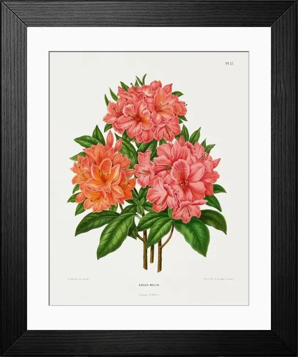 Framed Print : Vintage flower illustration. Dutch botanical book illustration. Circa 1880
