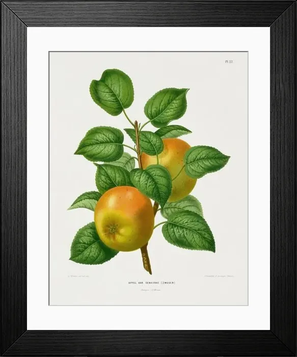 Framed Print : Vintage fruit illustration. Dutch botanical book illustration. Circa 1880 Framed Print : Vintage fruit illustration. Dutch botanical book illustration. Circa 1880