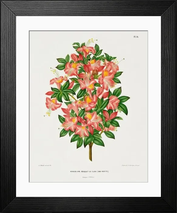 Framed Print : Vintage flower illustration. Dutch botanical book illustration. Circa 1880