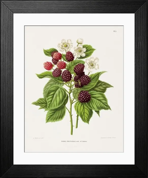 Framed Print : Vintage fruit illustration. Dutch botanical book illustration. Circa 1880 Framed Print : Vintage fruit illustration. Dutch botanical book illustration. Circa 1880
