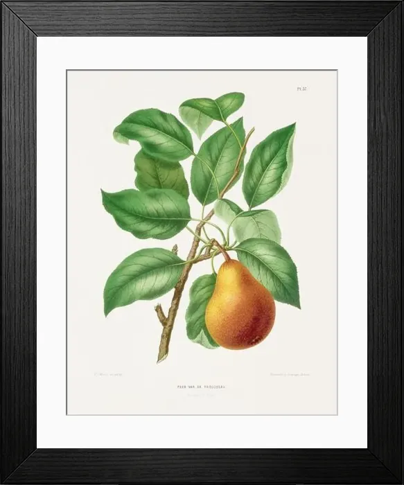 Framed Print : Vintage fruit illustration. Dutch botanical book illustration. Circa 1880 Framed Print : Vintage fruit illustration. Dutch botanical book illustration. Circa 1880