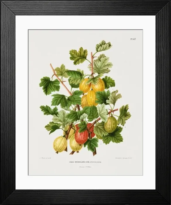 Framed Print : Vintage fruit illustration. Dutch botanical book illustration. Circa 1880