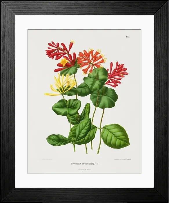 Framed Print : Vintage flower illustration. Dutch botanical book illustration. Circa 1880