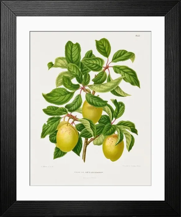 Framed Print : Vintage fruit illustration. Dutch botanical book illustration. Circa 1880 Framed Print : Vintage fruit illustration. Dutch botanical book illustration. Circa 1880