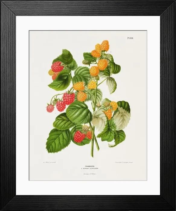 Framed Print : Vintage fruit illustration. Dutch botanical book illustration. Circa 1880 Framed Print : Vintage fruit illustration. Dutch botanical book illustration. Circa 1880