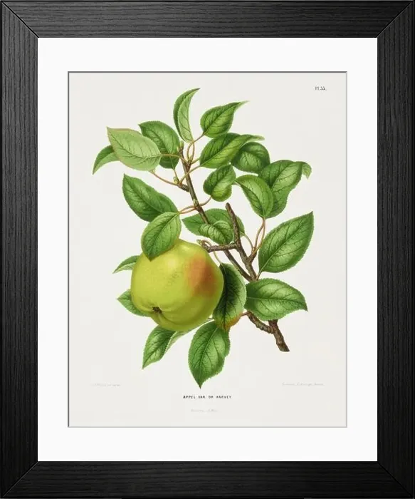 Framed Print : Vintage fruit illustration. Dutch botanical book illustration. Circa 1880 Framed Print : Vintage fruit illustration. Dutch botanical book illustration. Circa 1880