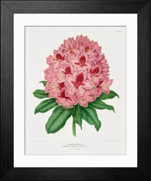Framed Print : Vintage flower illustration. Dutch botanical book illustration. Circa 1880