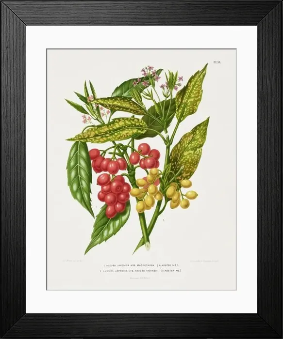 Framed Print : Vintage fruit illustration. Dutch botanical book illustration. Circa 1880 Framed Print : Vintage fruit illustration. Dutch botanical book illustration. Circa 1880