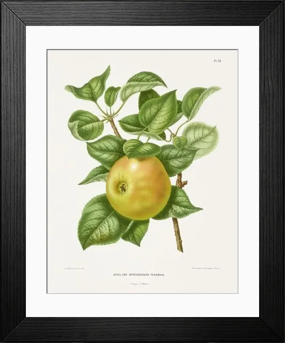 Framed Print : Vintage fruit illustration. Dutch botanical book illustration. Circa 1880 Framed Print : Vintage fruit illustration. Dutch botanical book illustration. Circa 1880