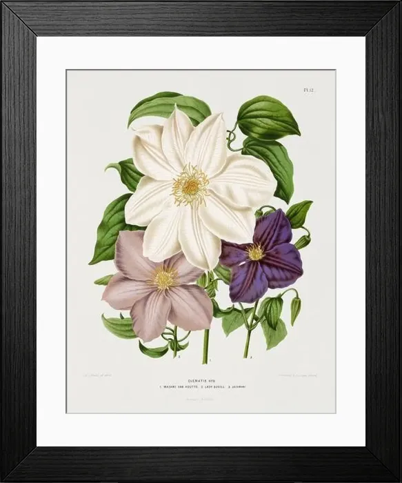 Framed Print : Vintage flower illustration. Dutch botanical book illustration. Circa 1880 Framed Print : Vintage flower illustration. Dutch botanical book illustration. Circa 1880