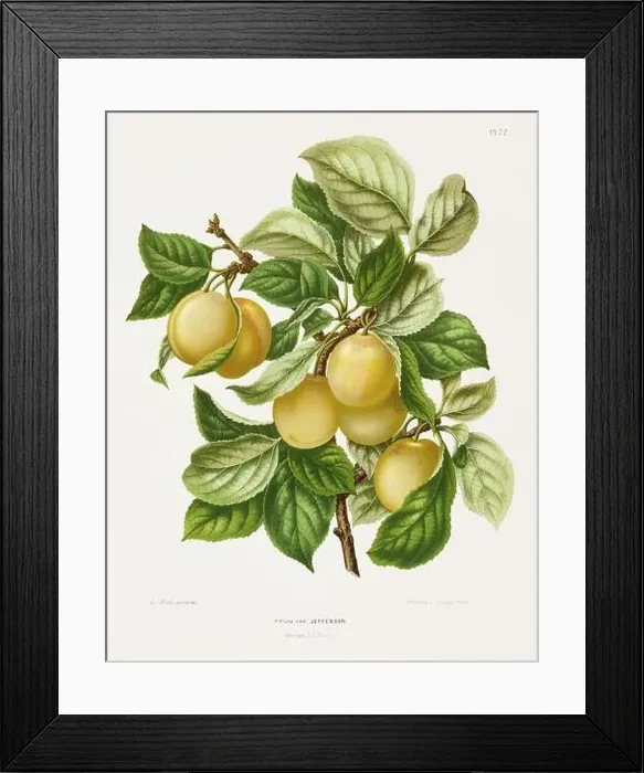 Framed Print : Vintage fruit illustration. Dutch botanical book illustration. Circa 1880 Framed Print : Vintage fruit illustration. Dutch botanical book illustration. Circa 1880