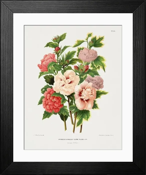 Framed Print : Vintage flower illustration. Dutch botanical book illustration. Circa 1880