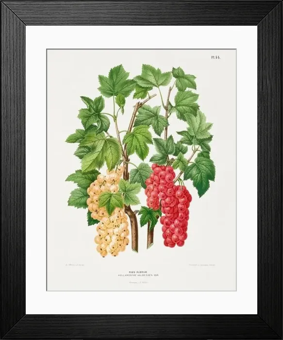 Framed Print : Vintage fruit illustration. Dutch botanical book illustration. Circa 1880 Framed Print : Vintage fruit illustration. Dutch botanical book illustration. Circa 1880