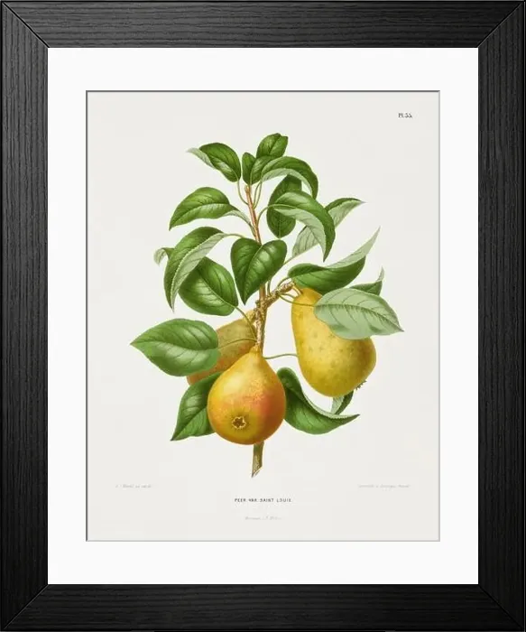 Framed Print : Vintage fruit illustration. Dutch botanical book illustration. Circa 1880 Framed Print : Vintage fruit illustration. Dutch botanical book illustration. Circa 1880