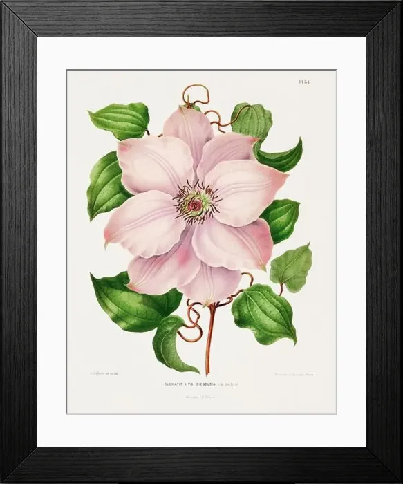 Framed Print : Vintage flower illustration. Dutch botanical book illustration. Circa 1880 Framed Print : Vintage flower illustration. Dutch botanical book illustration. Circa 1880